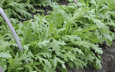 ������ô�Nֲ�a(ch��n)���ߣ�����߮a(ch��n)�ļ��g(sh��)Ҫ�c