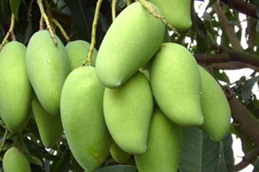 �绨â������ô�������绨â����Ĺ���Ҫ�c