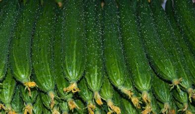 �����S��ͽ�L�ķNֲ�������g