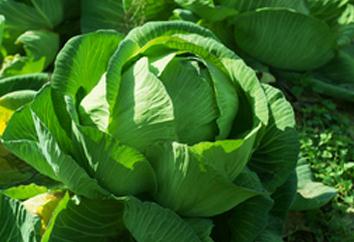 ���Ĳ���ô�N�����Ĳ˵ļ�ͥ�Nֲ���g(sh��)