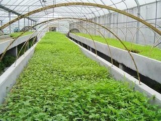 �����������l�l���紺�߲˶�ֲ�ؿ�8Ҫ�c��