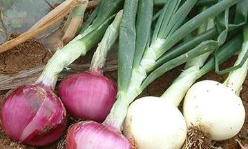 ���[��ô�����a(ch��n)���ߣ����[�ĺ��ڹ�������