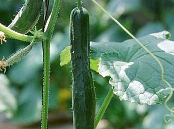 �S�ϷNֲ��߮a�����ء��x�N�͹���ԓ��ô������