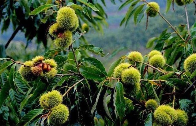 ����ԓ��ô�N��������ķNֲ���g��