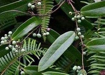 �Nֲ����Ҫע��ʲô���Nֲ����ע�����(xi��ng)