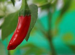 �����Nֲ�������_�������ʣ���α��������仨���