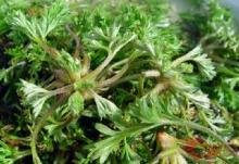 ������ʲô��Ұ�˰�����ʲô��Ч���ã�