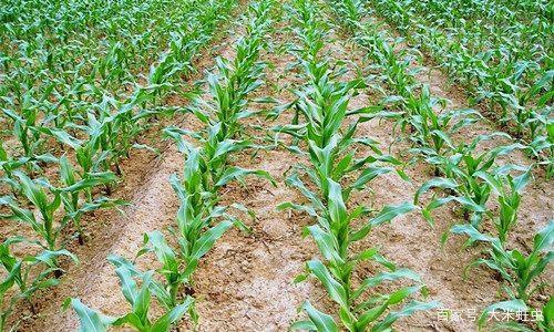 ���מ�ɶ��(hu��)���F(xi��n)��С�磿�@Щ����Ҫӛ�Σ�