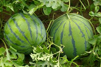 �����紺�������������磿�紺�������缼�g(sh��)