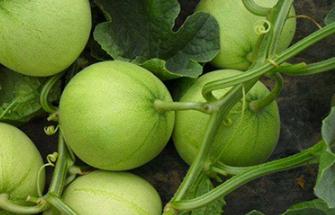 ��ϵķNֲ��������Щ����Ό����M������