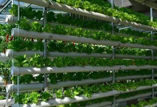 �o��������ʲô����Щ�߲˿��Բ�ȡ�o�����ࣿ