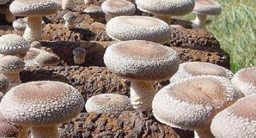 �㹽���z���L����ô�������㹽���z���L�ڵĹ�������