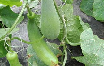 �������ϵķNֲ�r�g���������ϵķNֲ����