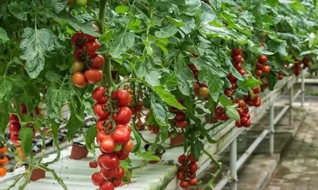 �������ڹ������P�I���g���������g�׳��F�Ć��}���@Щ