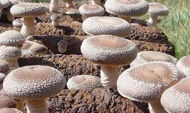 ���ӽo�㹽�����D(zhu��n)ɫ���㹽�����D(zhu��n)ɫ����