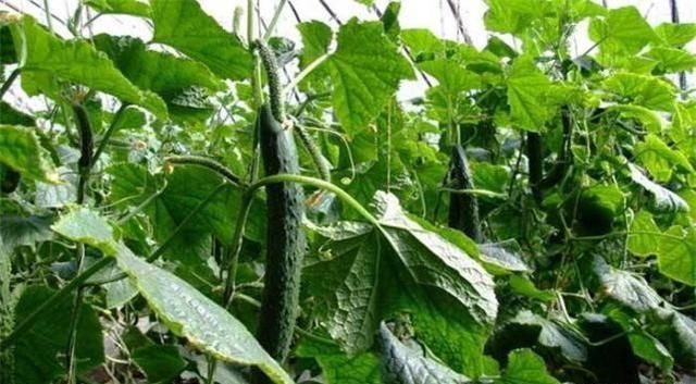 ���ﴺ�S�ϲ��Y�ϡ��Y���٣���ɶԭ��