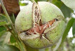 ���Ҏ����ܷN����������Щ�؅^�Nֲ�������������߮a