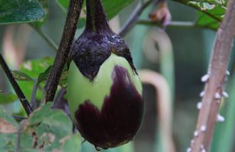 ���ӷNֲ��������Щ�����ӷNֲ��ʲô��Ҫע��ģ�