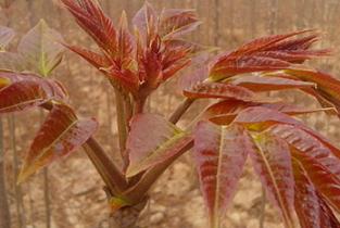 �㴻��ô�x�N���㴻�x�N�ķ���Ҫ�c