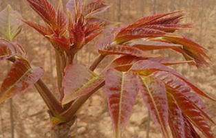 �㴻��ô�x�N���㴻�x�N�ķ���Ҫ�c