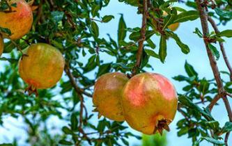 ʯ���ķNֲ�c����������B��ʯ�����ô��֦��