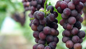 �ĺ������m��ʲô�ط��Nֲ��