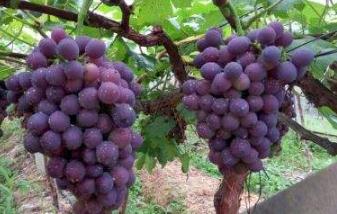 ���ѳ���r�g��ʲô�r��������ʲô������ˮ��