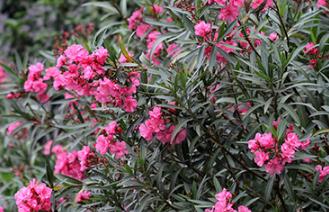 ������ľ���˰׷۲�ԓ��ô�k��������ľ�׷۲�����