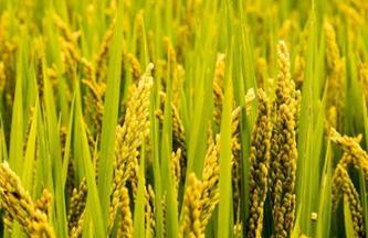 �|���؅^ˮ���к������g�������g��Ҋ