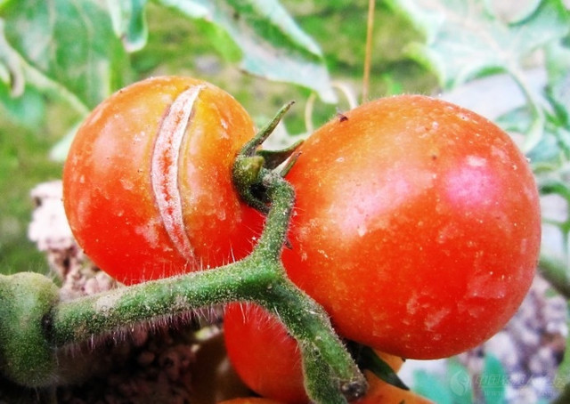 ���t���Nֲ�ѹ���ʲôԭ�����t���Nֲ�ѹ���ô�k��