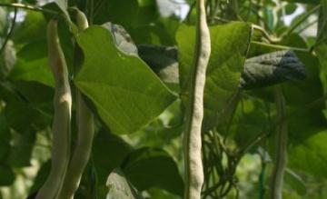 ��Щ���ؕ������|�����Σ��|�����ε�ԭ��