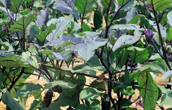 ����ʲô�r(sh��)�����磿�������緽����