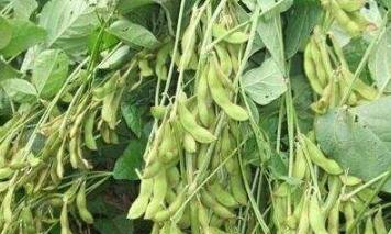 �s�̴���������ʲô�������������ڿs�̼���