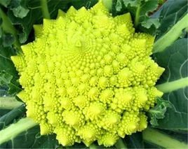 �_�R��Ҭ����ô�N���_�R��Ҭ�˷Nֲ���g��