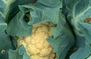 ��Ҭ���m��ʲô�����Nֲ���Nֲ��Ҭ�˵ķ�����