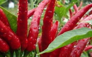 ������ֲ�ܶȶ��ٺ��m������ÿ���Nֲ�����ꣿ