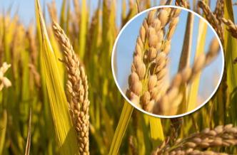 ˮ������ʲô�r(sh��)��Nֲ��ˮ��ʲô�r(sh��)�g�ո�ã�