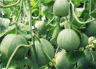 ���ﱡƤ�������Щ�޽����缼�g����ϼ޽����缼�g