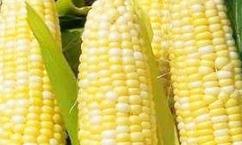 ����ʲô�r(sh��)��Nֲ�ã����׵ķNֲ�r(sh��)�g�ͷ���