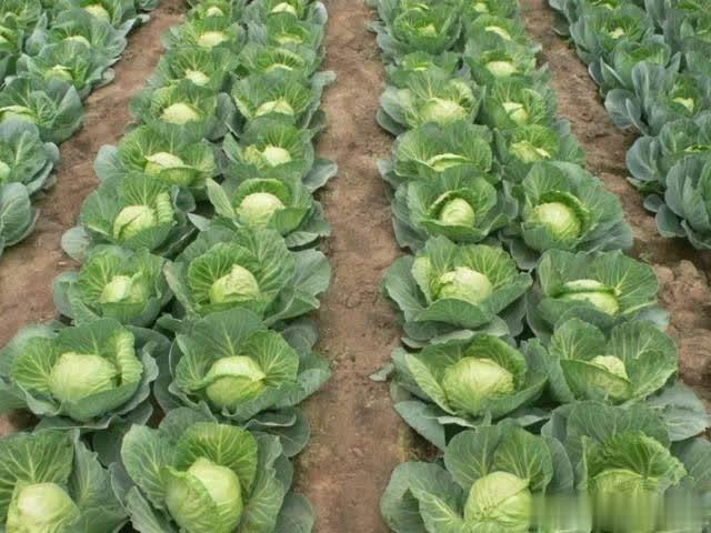 ���{������ô���������촺���{�����������