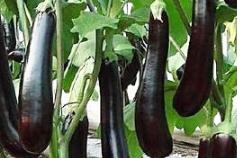 ���Ӟ�ʲôҪ��ѿ�����õĴ�ѿ��������Щ��