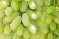 ������������Щ�o(w��)�����Nֲ���g(sh��)���������ѷNֲ���g(sh��)