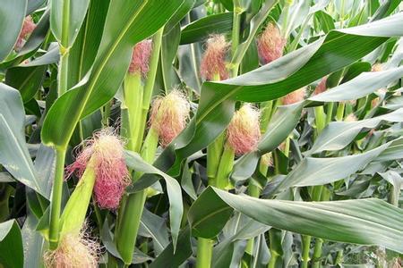 ���׸�������Щ�a�ȴ�ʩ�����׸�������a�ȴ�ʩ