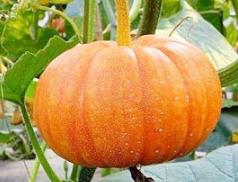 �Ϲ���ô�Nֲ�ܸ߮a���Ϲϸ߮a�Nֲ��򞿂�Y