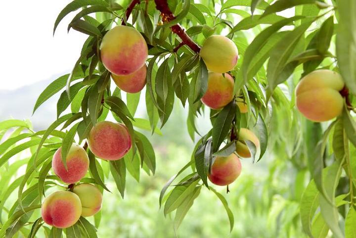 ���Ӳ�ժ��ԓ��ι��������Ӳɺ���ι�������S�a