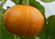 �ϹϷNֲ�r�g��ʲô�r���ϹϵķNֲ���ɣ�