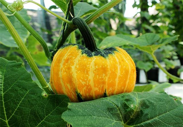 �Ϲ�����ô���L�ɵģ����Ďׂ����L�^�̣�