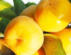 �����ļ��޼����õķ�������Щ�������ļ��޼�����