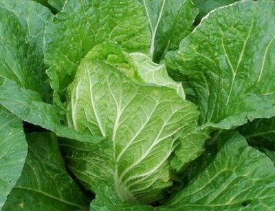 �ײ�ʲô�r��Nֲ���ײ˷Nֲ���g������