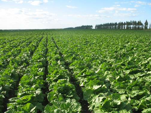 ��ײ���ô��������ײ˰����ڹ����P(gu��n)�I���g(sh��)